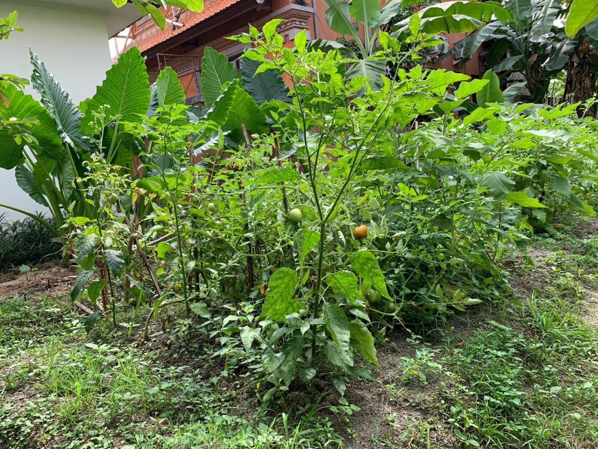 Wonder-Land Villa Ubud Eksteriør bilde