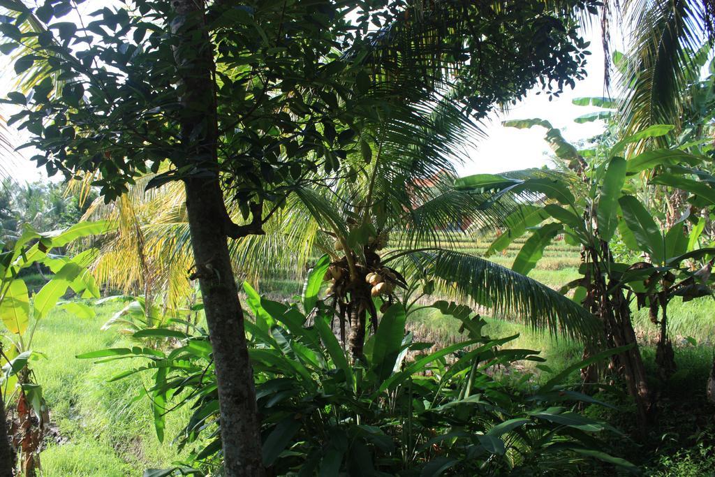 Wonder-Land Villa Ubud Eksteriør bilde